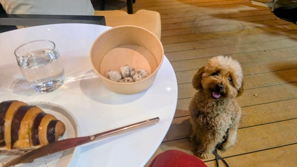 Yumi im Interconti Café mit Fleischbällchen