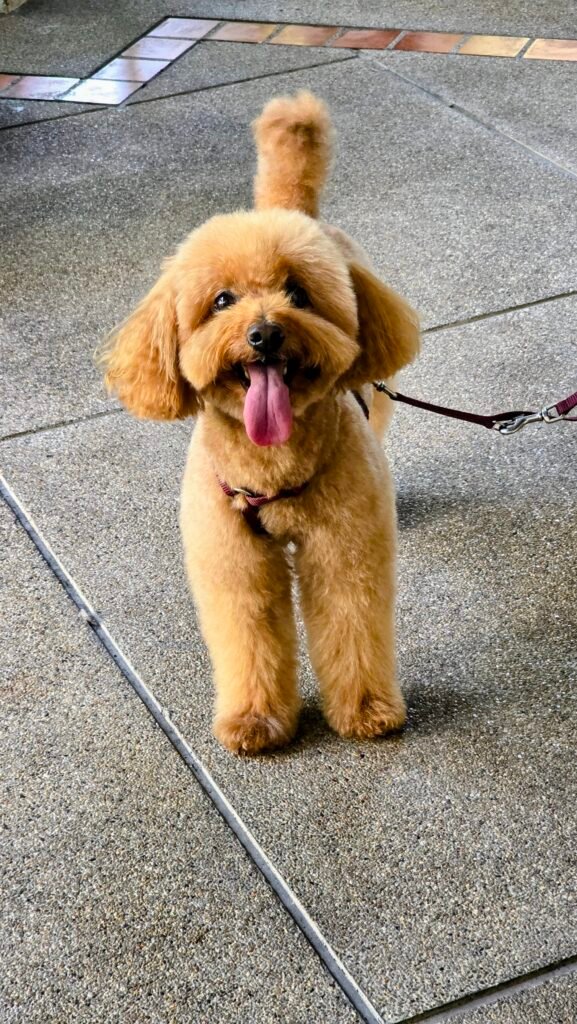 Yumi nach dem Friseur