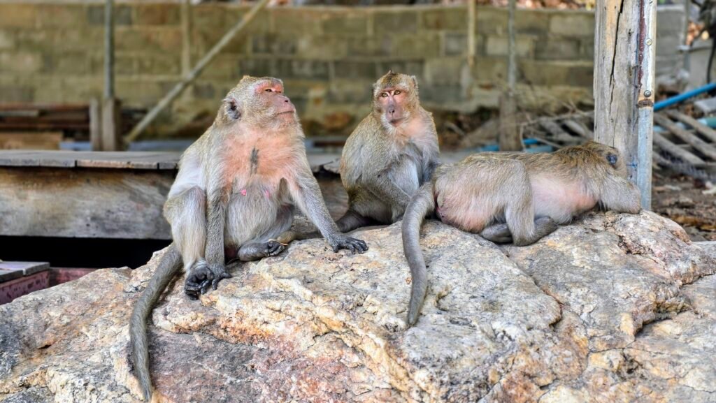 Drei Affen auf einem Stein