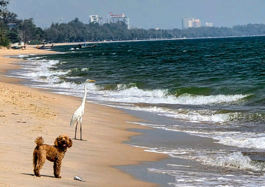 Yumi mit Kranich am Strand