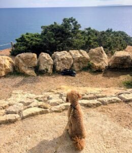 Reiseplanung mit Hund: Yumi schaut aufs Meer